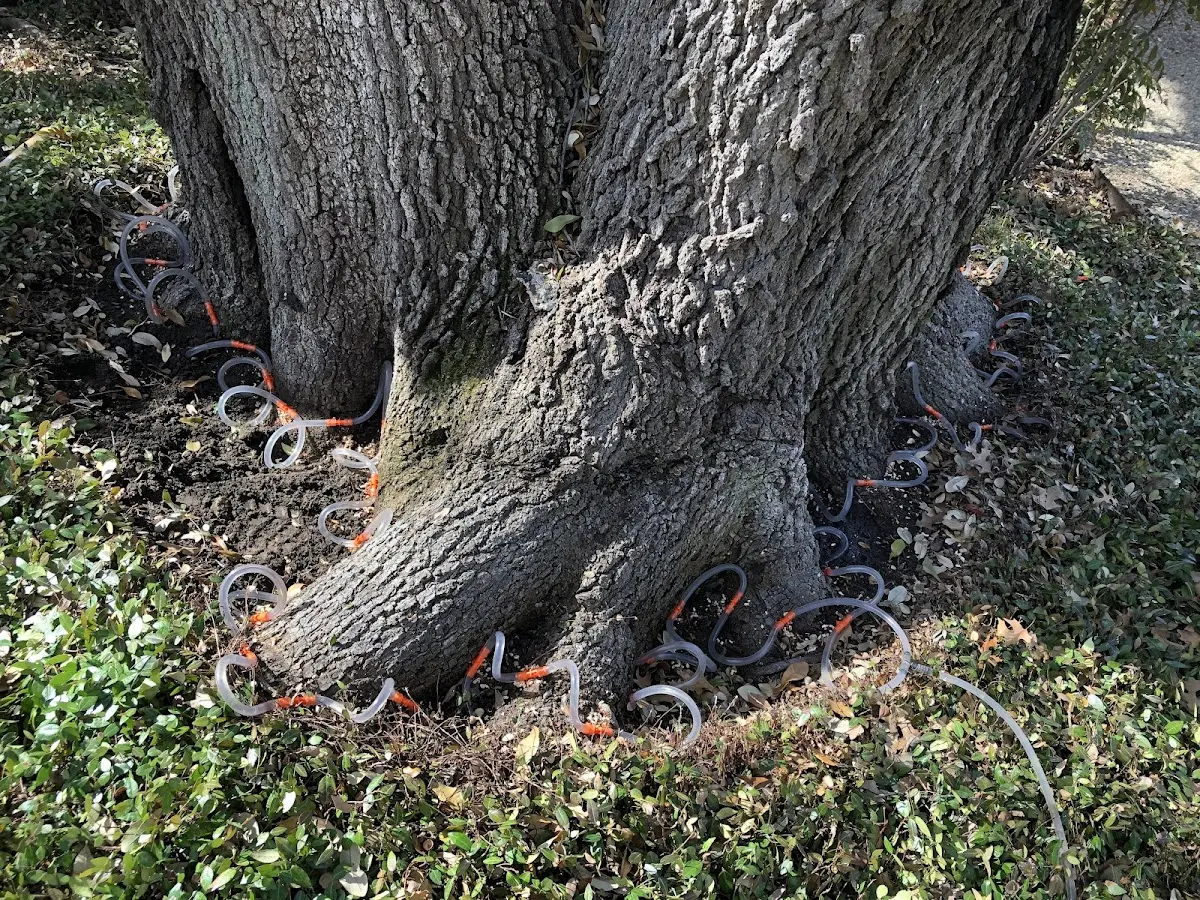 Detailed Tree Cabling and Bracing job site in Surprise